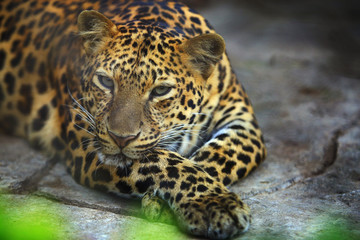 Fototapeta na wymiar Portrait of Adult Female Leopard is resting