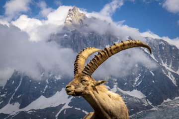 Alpine ibex on the background of the Aiguille du Midi. Alps.