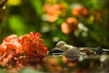 still life freshness concept with water and water drops, flowers and pebble stones in water with reflections and out-of-focus background colorful and tranquility photo  