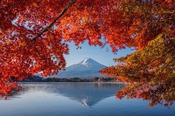 Mount Fuji, Autumn in Mt. Fuji, Japan - Lake Kawaguchiko , Colorful Autumn Season and Mountain Fuji with morning sunrise and red leaves at lake Kawaguchiko, Japan. - obrazy, fototapety, plakaty