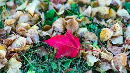 Colorful leaves on the floor. Autimn in Siberia.