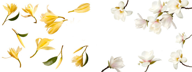 set of spring magnolia flowers