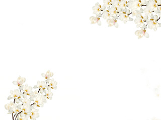 white spring magnolia flowers background