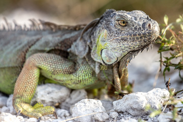 Leguan Nahaufnahme