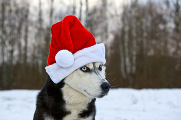 Dog breed Siberian Husky breed in red Santa Claus hat