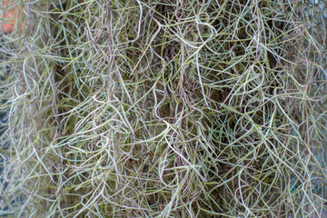 Green plant on wall background