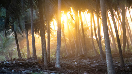 Couché de soleil sous palmier