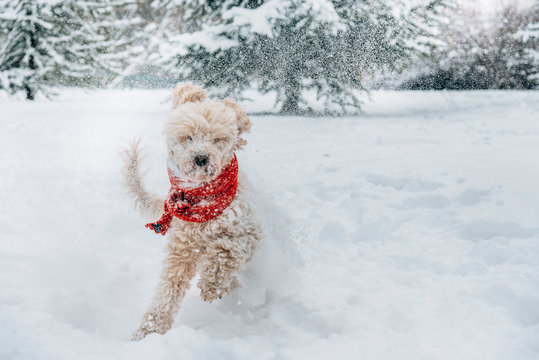 Cute and funny little dog with red scarf playing and jumping in the snow. Happy puddle having fun with snowflakes. Outdoor winter happiness.