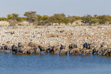Fototapeta na wymiar A herd of blue wildebeest (Connochaetes taurinus) drinking at a water hole, Etosha National Park, Namibia.