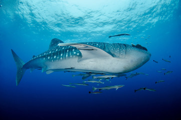 Fototapeta premium Whale Shark, Rhincodon Typus