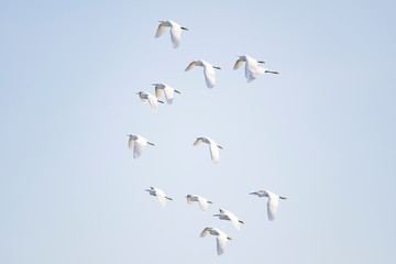 Flock of little egrets fly in the blue sky.