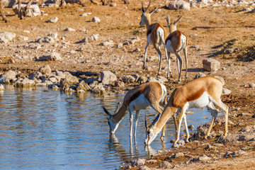 Naklejka na ściany i meble A herd of springbok ( Antidorcas Marsupialis) drinking at a water hole, Etosha National Park, Namibia.