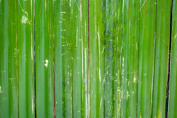 Green bamboo wall texture