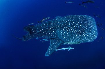 Naklejka premium Whale Shark, Rhincodon Typus
