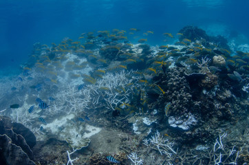 View of a coral garden from above with multiple bleached and broken acropora corals and a school of...
