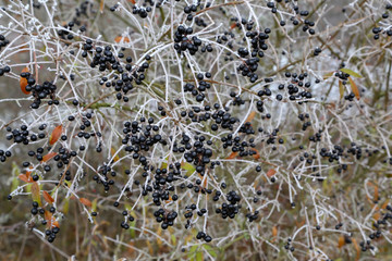 Frosty morning. Black berries on branches of shrubs