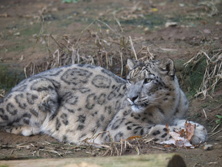 Obraz premium みんなの動物たち