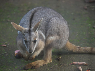 みんなの動物たち
