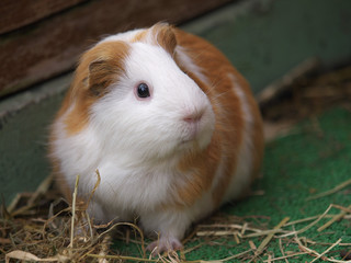 みんなの動物たち