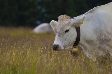 mucca in mezzo all'erba