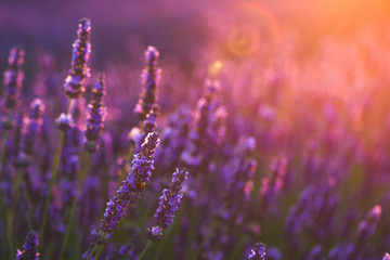 field of purple flowers - Powered by Adobe