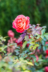 Rosa in un giardino botanico