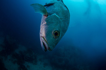 Red Snapper in tropical water of Andaman sea