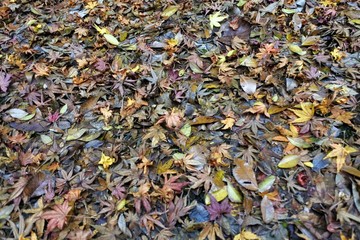 pile of dried leaves