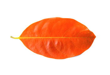 jackfruit leave on white background