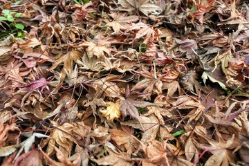 dried leaves