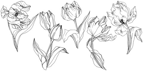 Vector Tulip Black and white engraved ink art. Floral botanical flower. Isolated tulip illustration element.