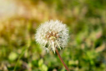 Dandelion on the meadow at sunlight background