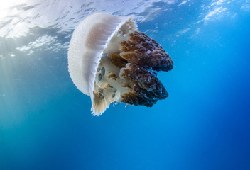 Mosaic Jellyfish, Thysanostoma thysanura