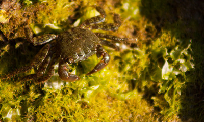 Crab among the rocks.