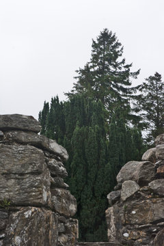 Trees & Walls