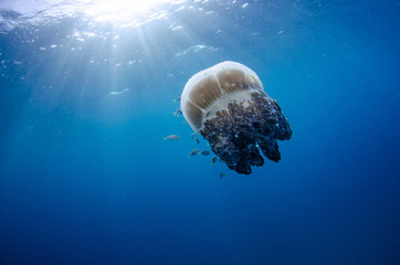 Mosaic Jellyfish, Thysanostoma thysanura