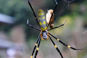spider on a web
