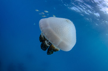 Mosaic Jellyfish, Thysanostoma thysanura