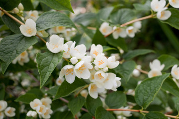 Fototapeta premium Blooming jasmine bush