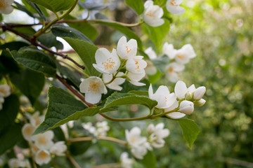 Blooming jasmine bush