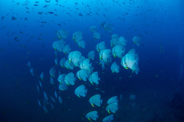 School of Orbicular Batfish, Platax orbicularis