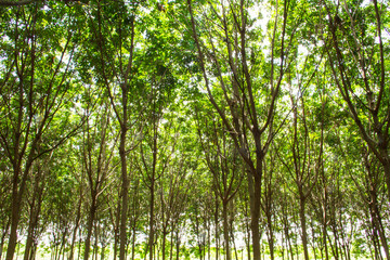 Obraz premium Rubber plantation in the southern, Thailand