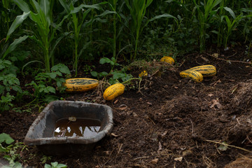 Pumpkins in a vegetable garden
