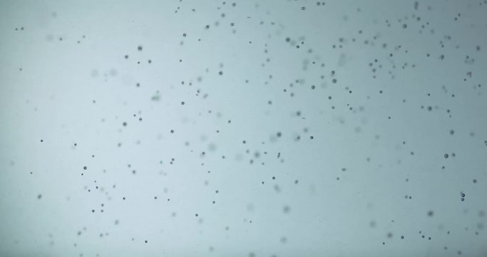 Abstract Background From Bubbles In Liquid Monochromatic View Of Underwater Particles Close Up Slow Motion