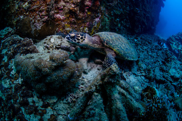 Hawksbill sea turtle, Eretmochelys imbricata