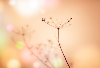 Natural background with dry flowers. Brown blurred background, colorful bokeh circles.