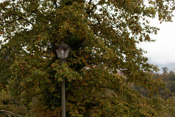 Street light hidden in a chestnut tree