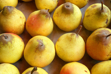 the harvest of sprouted pears