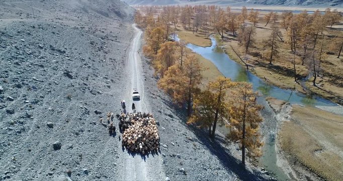 4k 60 fps Mongolia Aerial view of Altai track with 4x4 behind sheep herd following slowly