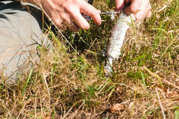 Fisherman cleans the fish on the grass use a knife. Hands close-up.